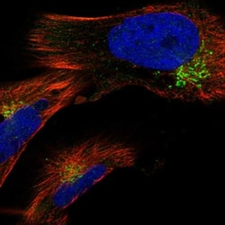 GAK Antibody, Novus Biologicals:Antibodies:Primary Antibodies